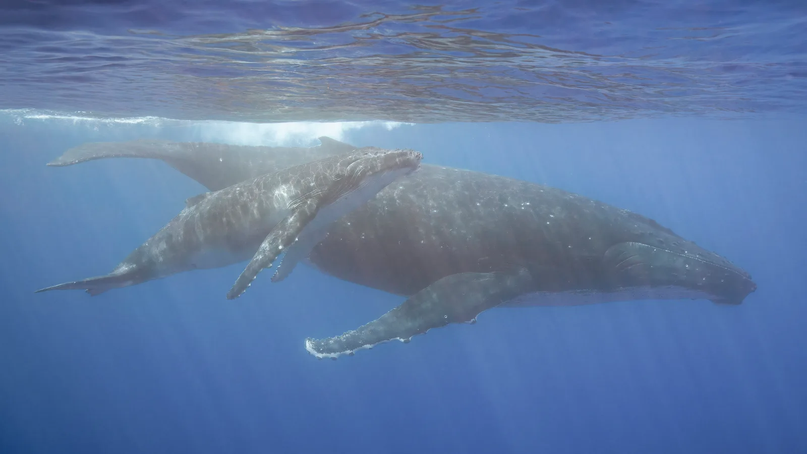 Humpback Filmed Staying With Stillborn Calf, a Species First