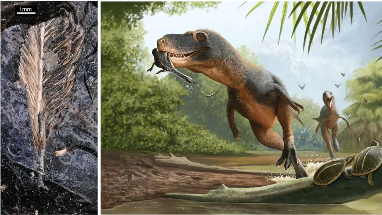 Dinosaur Dung Preserves First Known Feathers of a Diving Bird