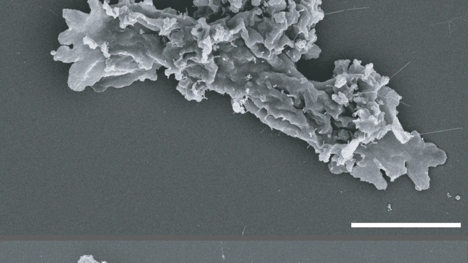 Une amibe se reproduit à 63 °C et recule la limite du vivant