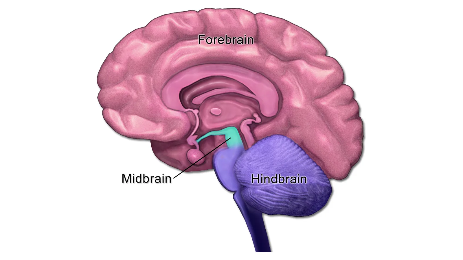 Stanford Study: Human Brain Grows From Two Separate Origins