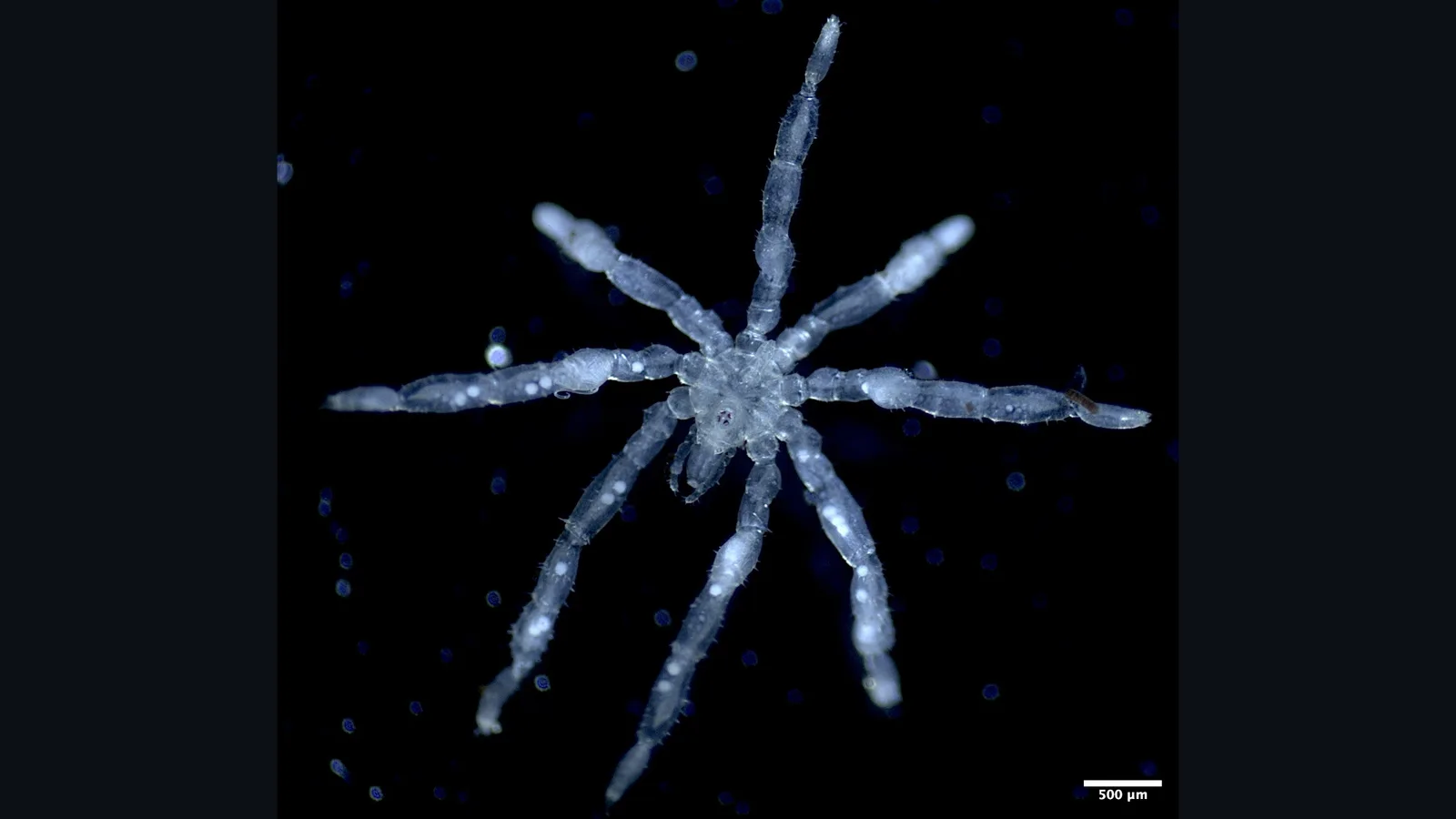Two New Sea Spiders Found in the Salish Sea After a Century
